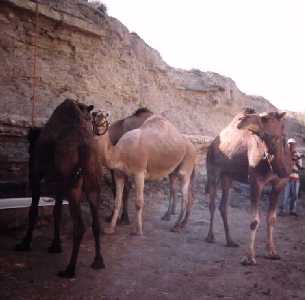 camellos del desierto de Monegros